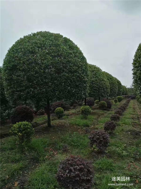 桂花樹(shù)圖片