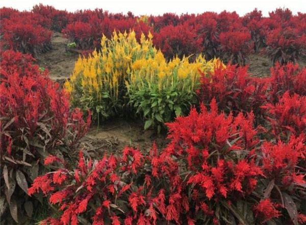 鳳尾雞冠花圖片