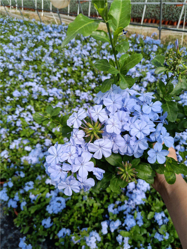 藍雪花圖片