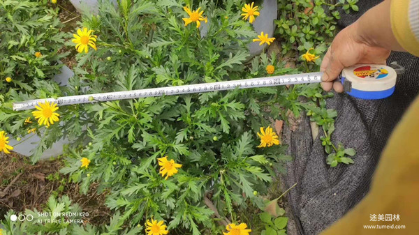 20~30公分的木春菊批發基地？