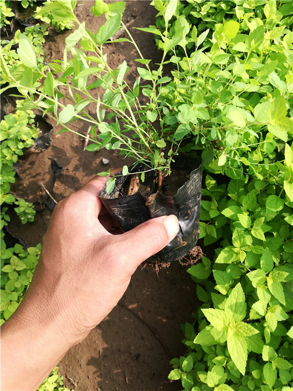 彩葉繡線菊圖片