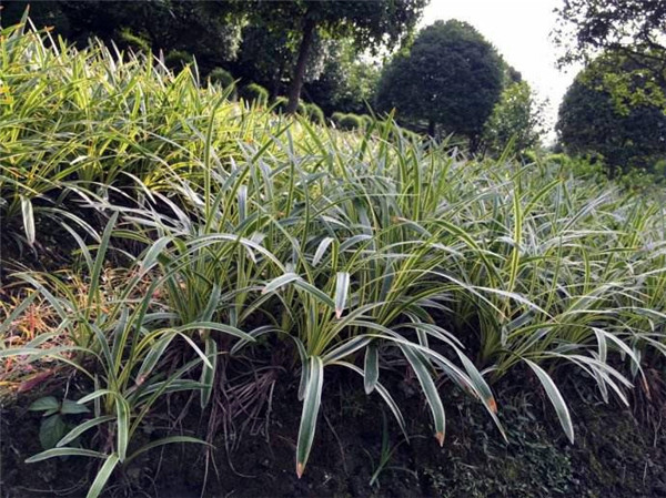 銀邊沿階草基地實拍圖片