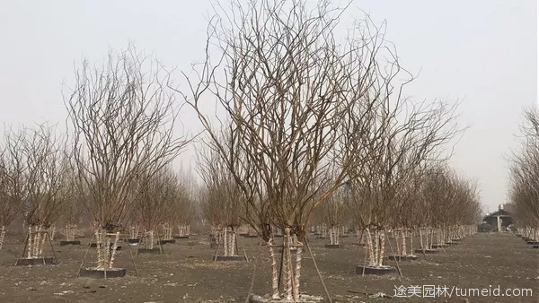 成都紫薇基地哪家好？