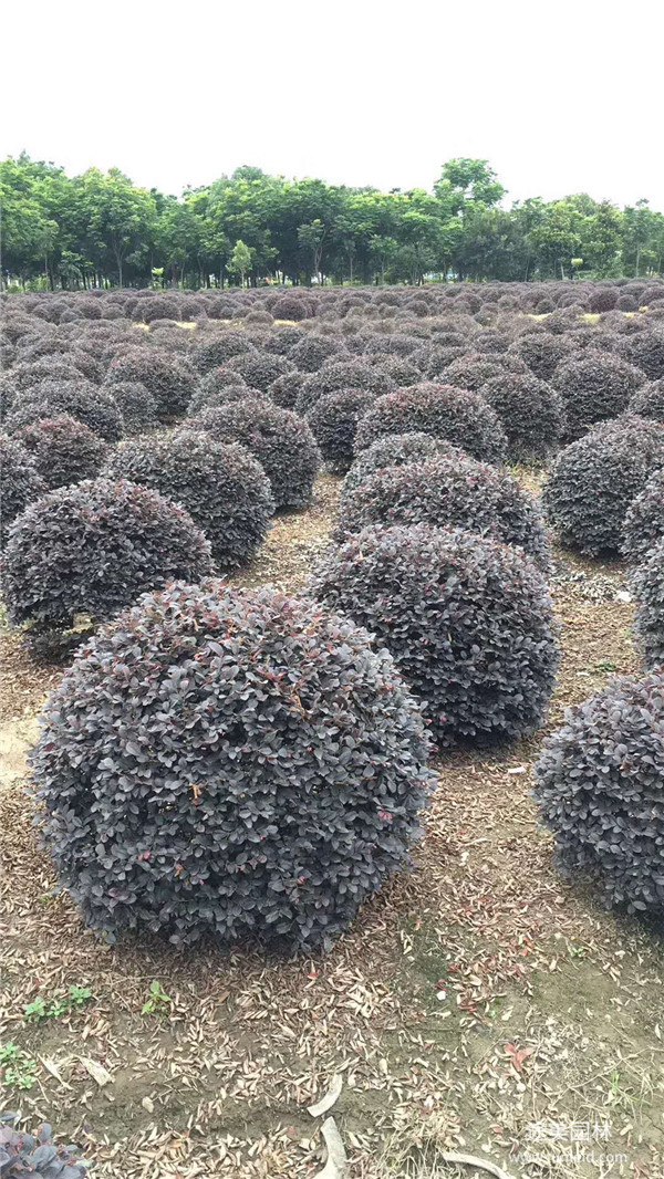 成都紅花繼木球基地實(shí)拍圖