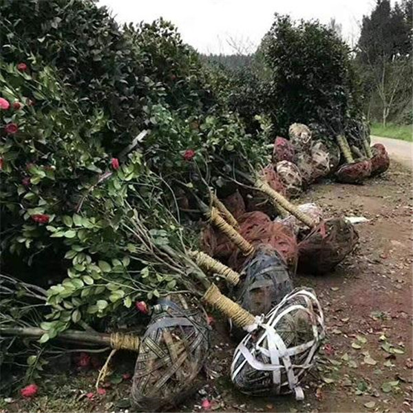 山茶花圖片