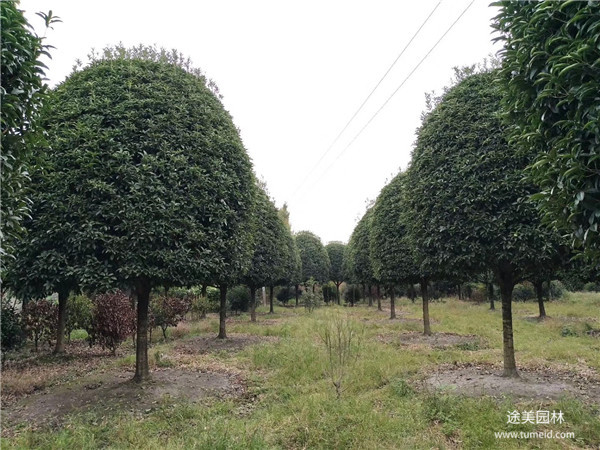 桂花樹圖片