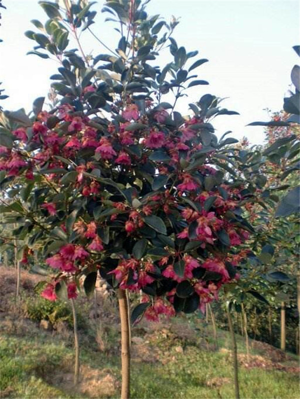 紅花荷基地實拍圖片