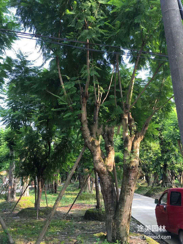 重慶藍(lán)花楹基地