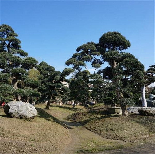 四川羅漢松基地實拍圖