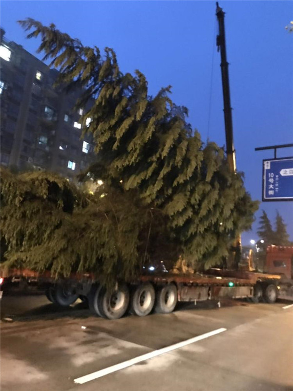 雪松基地圖片