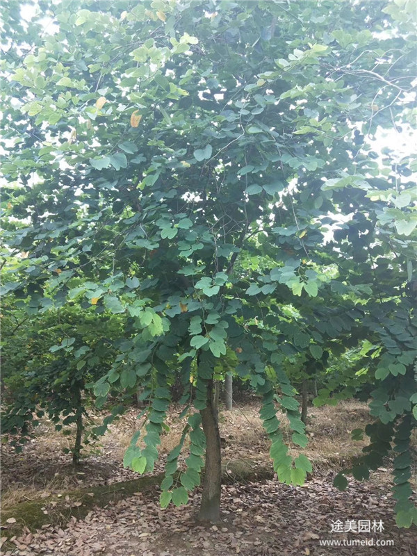 重慶桂花樹基地實(shí)拍