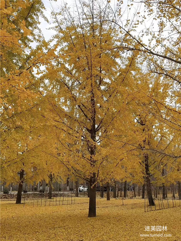 銀杏樹(shù)圖片