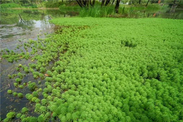 水生植物圖片