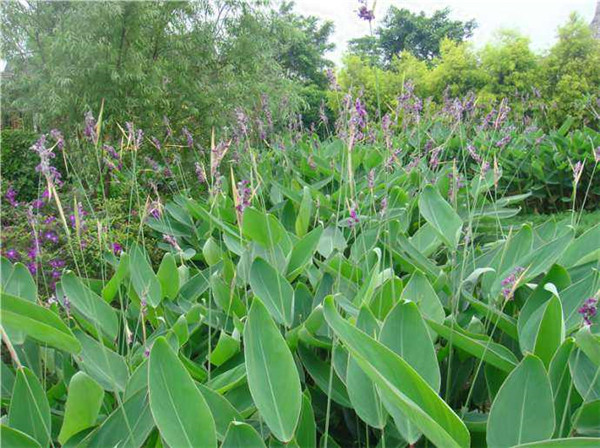 再力花水生植物基地實(shí)拍