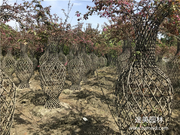 海棠花瓶基地哪家好？